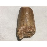 Zub dinosaura
